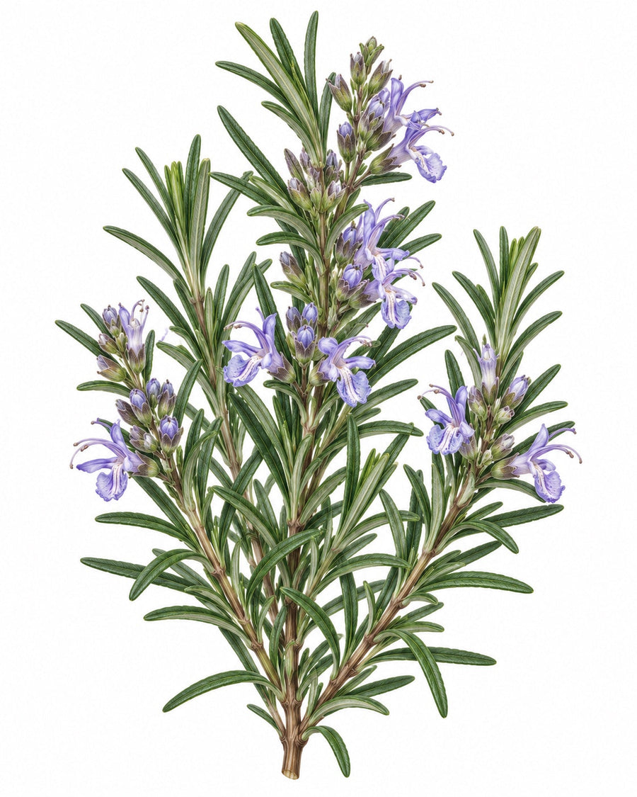 Botanical illustration of rosemary (Salvia rosmarinus)