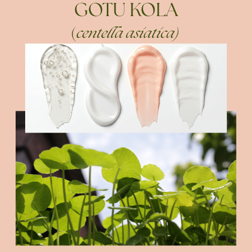 🌿 Gotu Kola (Centella Asiatica): The Ancient Herb for Focus, Skin, and Longevity